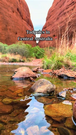 Discover Baby Froggies at Waḻpa Gorge
