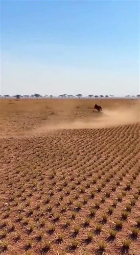 Rhinoceros startled by lion - king of the jungle #animals #wildanimals #lion