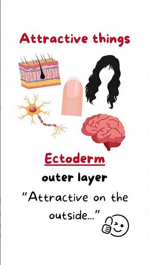 MCAT 3 Germ Layers in Early Embryonic Development