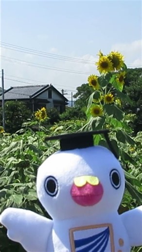 【まなぴー ひまわり】がいにあつい、ひまわりが咲いちゅうき！ #放送大学#まなぴー#高知学習センター