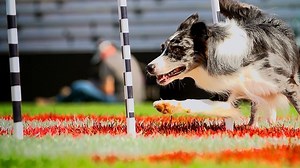 Incredible Dog Challenge