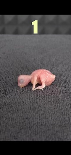 Baby Budgie Growth Stage Time Lapse 1-37 Days #animals #animalsoftiktok #budgie #bird #wow #timelapse