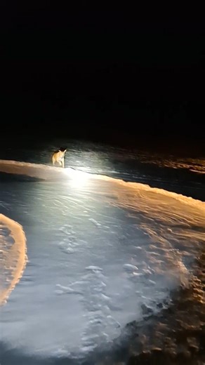 Gunter & the infamous snow circle. #adognamedgunter #snow #gunterthedog #Gunter