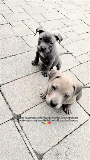 A Heartfelt Tribute to My Beloved Pets