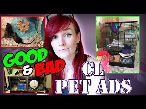 Social Animals Edition! | Craigslist Pet Ads | Munchie's Place
