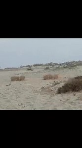 113K views · 2.6K reactions | Hunting goldfinches on the beach ❤️ #goldfinch #hunting #huntingseason #nature #jilguero #chardonnermajor #cardueliscarduelis #sea #freedom #pertator #birds #cage #breeding #Morocco #Algeria | Wild Bird Beauty | Facebook