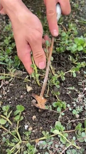 How I Harvest Purslane Every Season #agriculture #farming