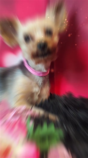 We are delighted to hear about your adorable Yorkshire Terrier's grooming experience today. It sounds like a wonderful time for your furry friend. We hope he is feeling refreshed and looking his very best. Thank you for sharing such a sweet update. We wish you and your companion many more happy moments.#lovewhatyoudo #yorkie #yorkshireterrier #viral #puppylove @Cat&Echo @jenniferfairbroth4 @Lay @Kiley Loy-Simmons❌️ @spidy