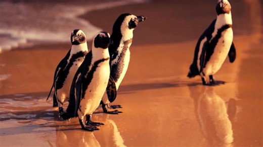 Penguins, Sea, Wild. Free Stock Video