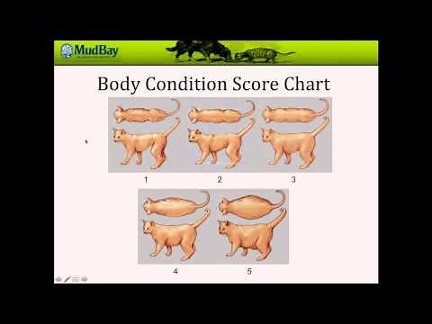Body Condition Score Chart