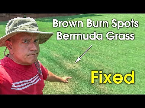 Brown Spots and Patches in Bermudagrass