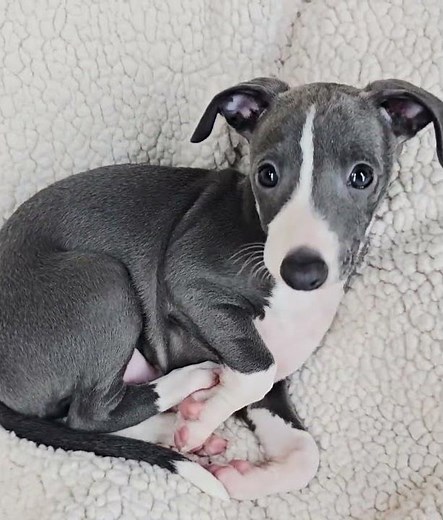 All The DoDa Day Italian Greyhounds Gorgeous Vivaldi Reedy 4 Night Night