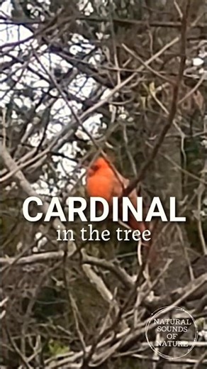 CARDINAL in the tree 🤍🌿