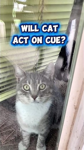 How Do You Get A Cat To Perform?