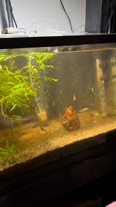 Feeding the baby cichlids! The Geophagus sveni are doing well and growing | Cichlid Bros