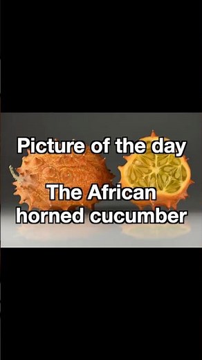 The African horned cucumber