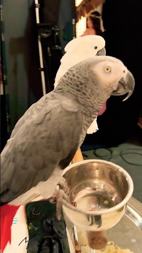Photogenic parrots #africangreyparrots #cockatoo #shorts