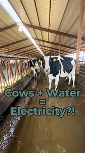 Cows water = electricity. Methane digesters are one of many ways farms are working towards sustainability in our modern world! #dairy #cows #methane #dairydoc #dairykind | Dairy Doc