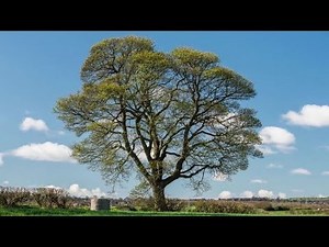 How big is TREE(3) 樹函数