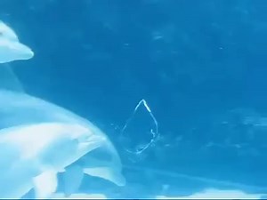 19K views · 85K shares | I'm still sharing this beautiful clip. | Scuba Diving | Facebook