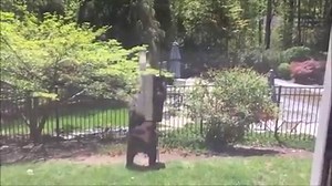 You could say this bear was determined to get that bird feeder down! Thank you Ch. 3 viewer Michael for the video! | WFSB - Channel 3 Eyewitness News