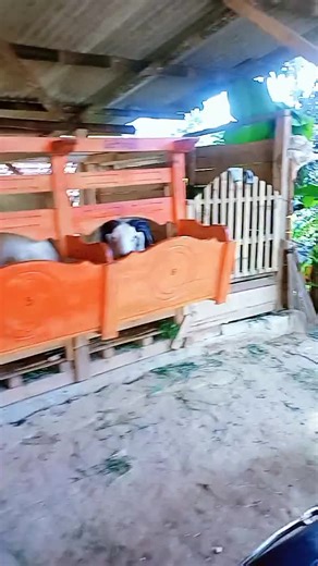 domba garut. gs (@der.soder)’s videos with suara asli - 💥🅿️UTRA KELAN🅰️ 💫 - 🦋⃟≛⃝𝑷𝒖𝒕𝒓𝒂 𝑲𝒆𝒍𝒂𝒏𝒂💫