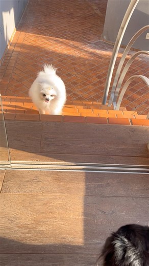 Lulu Pomerania puppy dog songs cat song #animals #funny #gato #cats #shorts #fyp #cow #dogs #short