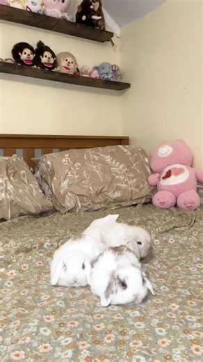 I know some of you have been waiting for this baby holland lop bunnies to be ready to go home. I’ll start contacting families on my list next week, so if you’re interested and haven’t reached out to us before, please send a DM or leave a comment below this post so I don’t miss you 🤍. From @heavenlymeadowsrabbitry