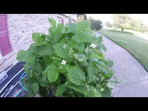 Growing Fragaria vesca Alpine Strawberries in Earthboxes