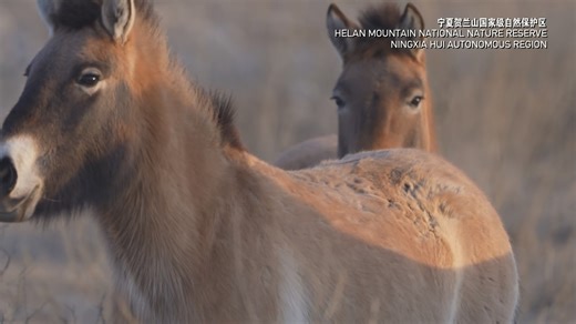 Six Przewalski’s horses were released in NW China to establish a stable population. Once extinct in the wild, the world’s only wild horse species has been revived through China’s breeding program that has bred nearly 1,000 over 40 years. #ChinaBiodiversity #PlanetMatters | CGTN Global Watch