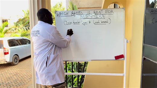 Day Old Chicks and One Month Poultry Farming Insights