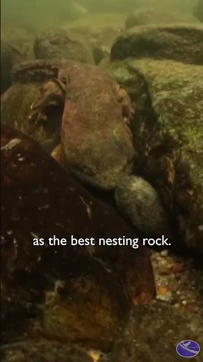 Spawning Behavior of Eastern Hellbenders