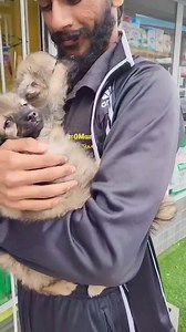 🐾❤️“Babies Fluffy Miniature GERMAN SPITZ..? They are the like Mini Teddy Bear babies!🧨” Mister Sathi-vel, Team Zoomania Grand Bay 🌺 Futur Parents? INFO ☎️ Kelina 5941 6976⁩ #zoomaniamauritiuspetshop #pomeranian #germanspitz #germanspitzofinstagram | Zoomania Mauritius