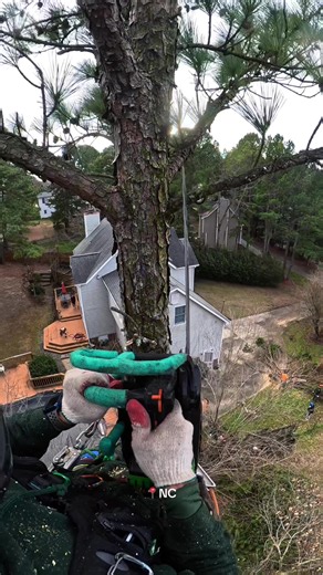 Mastering Climbing Techniques for Arborists