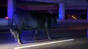 Sheriff: Bull gets loose, takes a stroll down I-75 in Hillsborough County