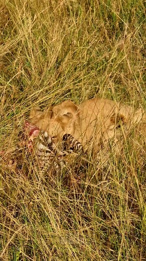 95K views · 802 reactions | Lion eats zebra | Rob The Ranger Wildlife Videos | Facebook