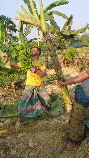 How to harvesting banana (Epp-1092)#funny#shortsvideo#trendingvideo #cutting#farming#bananacutting #fruit#viral🍌🍌🍌 | Shakil Molla