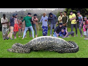 Anaconda Snake Attack Boys In Forest | An Anaconda Snake Attack Brief Story 9