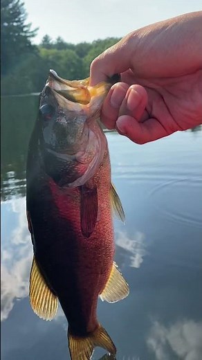 The Reason the Whopper Plopper is So Popular (Massachusetts Topwater Largemouth Bass Fishing)