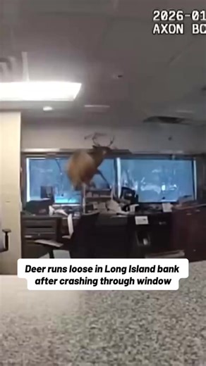 A dramatic video from police on Long Island shows a deer smashing through a bank's window and running loose as officers try to wrangle it in. The wild animal set off a burglary alarm at Webster Bank in Ridge, where Suffolk County officers encountered the unexpected intruder. The deer is seen bumping into office furniture and hopping over a desk as it scrambles trying to escape from police. The officers were eventually able to safely lasso the deer and guide him back outside, but not before the a
