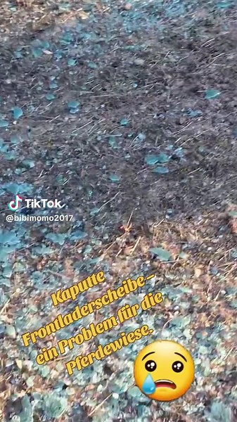 Stallrückblick – heute vor einem Jahr. 🐴🚜 Baustellen laufen nicht immer perfekt. In diesem Fall ist der Frontlader beim Rückwärtsfahren gegen einen Ast geraten – und der Ast hat sich „gewehrt“. Die Scheibe der Kabine ist komplett zerborsten. Für das Gartenbauunternehmen natürlich ärgerlich: kaputte Scheibe, Ärger mit dem Chef und zusätzliche Kosten. Für mich als Pferdehalterin war aber ein anderes Problem viel größer: Die unzähligen kleinen Glassplitter, die plötzlich auf einer Pferdewiese lag