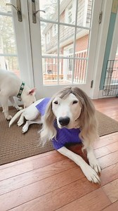 (Explicit language) I have to pee pee pee #pleasepleaseplease #parody | MisterMainer