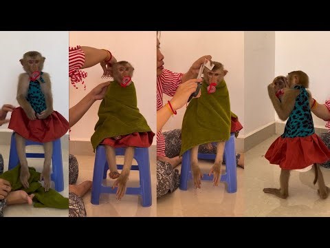 Absolutely Sweet! Monkey Sit On Chair For Salon. Monkey Jessi