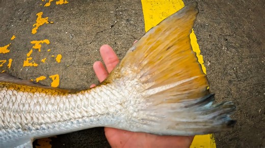 You Won’t Believe What This Fish Looked Like