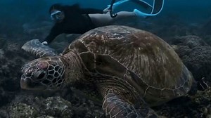 Magical underwater moment: diver swims with sea turtle