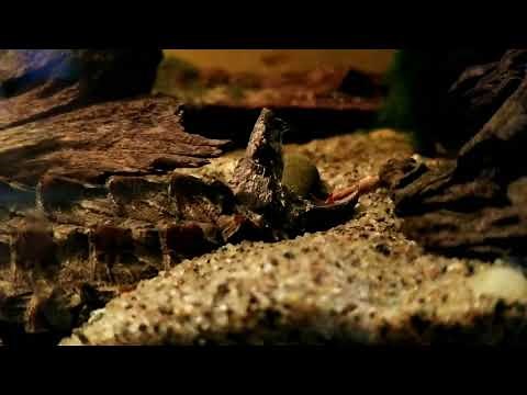 Turtle uses tongue lure to trick fish and.. SNAP!!