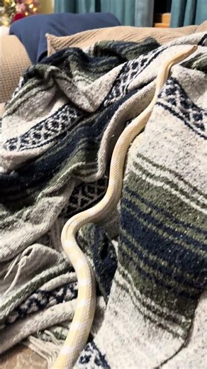 Phantom my white corn snake #snake #cornsnake #yt #shorts #foryou #reptiles #cute