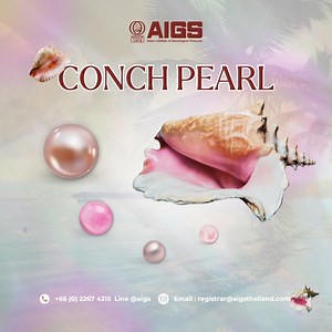 15 reactions | These exquisite Conch pearls, born from the depths...
