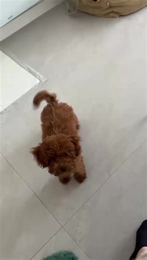 Los caniches y su amor por el jamón