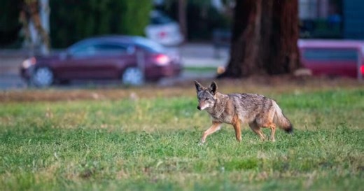 Coyote caught on video attacking New Jersey woman and family dog in backyard